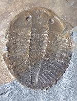 Ogyginus corndensis (MURCHISON 1839) - Bild © FossNet FossilienStore